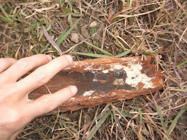 ���Ϸ���ʩ���ֳ�