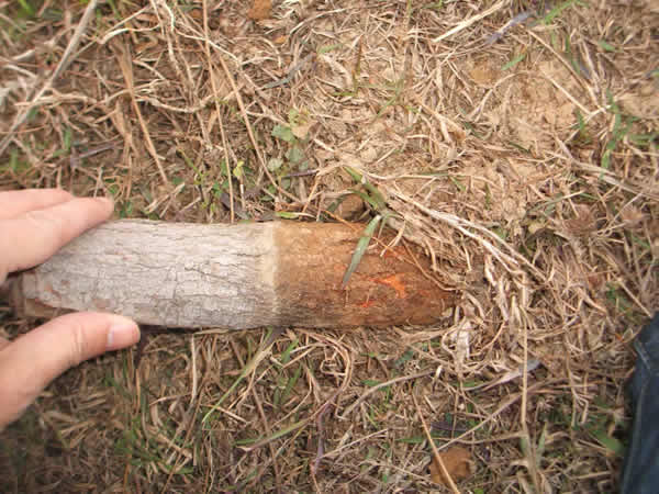 ���Ϸ���ʩ���ֳ�