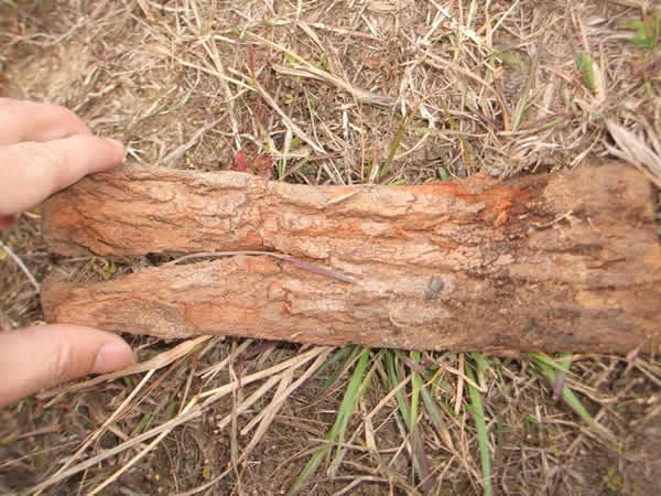 ���Ϸ���ʩ���ֳ�